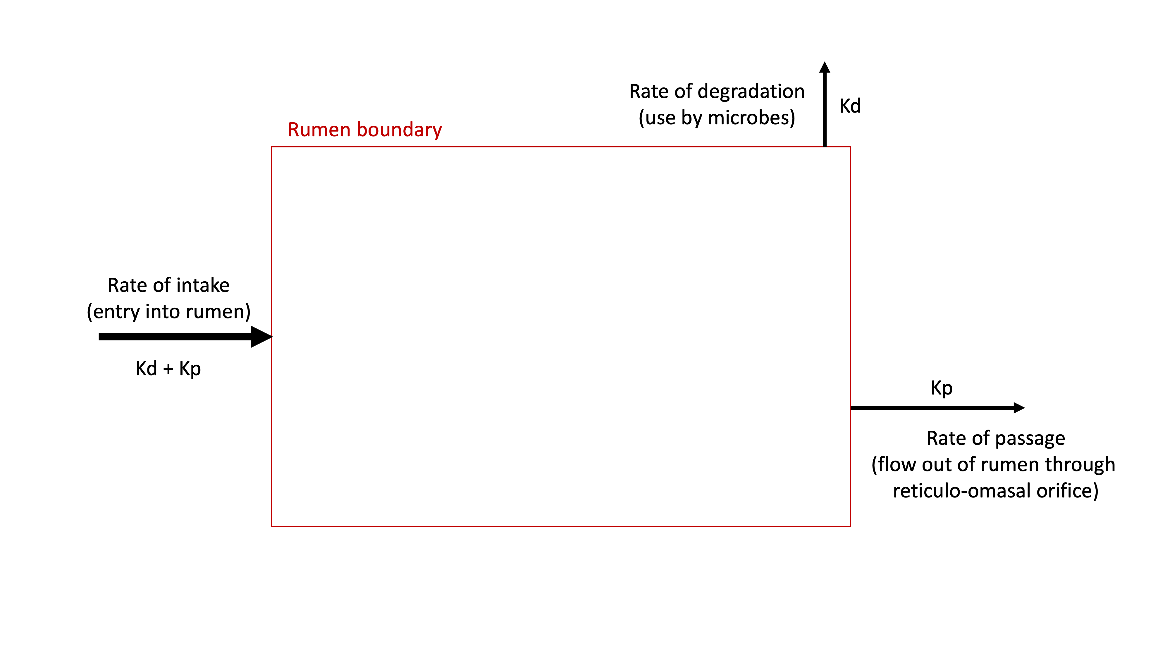 Diagram of the rumen protein system, showing that CP intake can flow through two possible fates: degradation or passage.